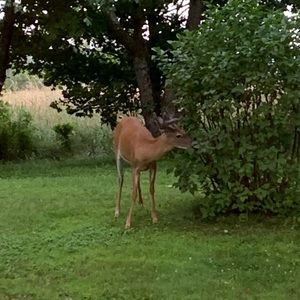 Meet your Posher, Devon